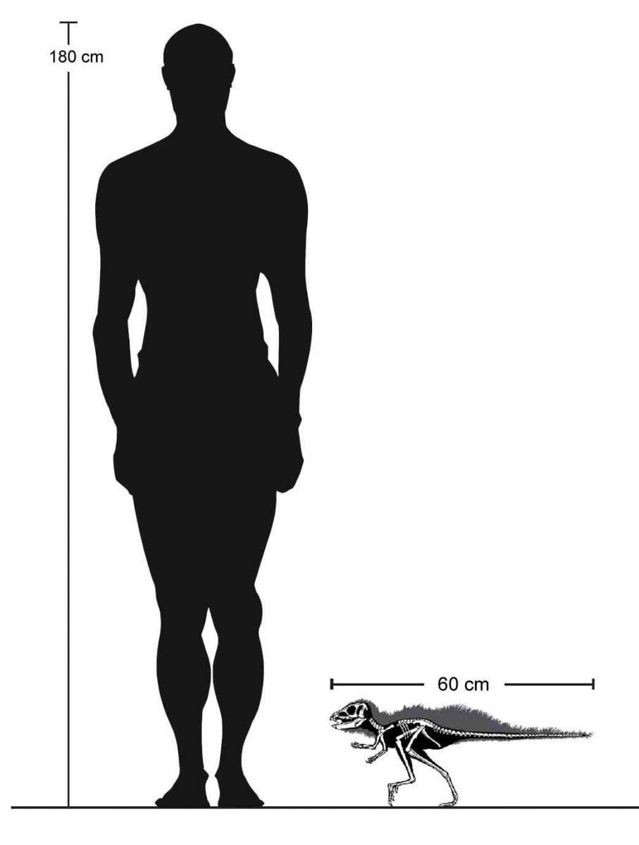 Pegomastax africanus 48 cc