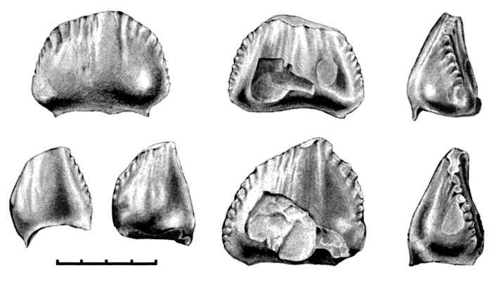 Pekinosaurus olseni 01 cc