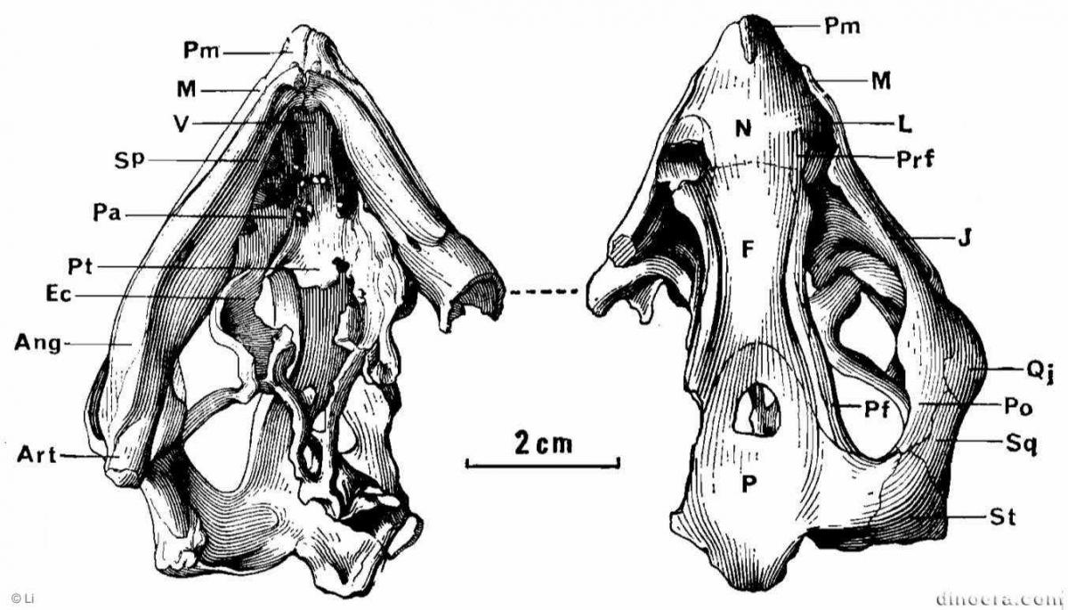 Pentaedrusaurus ordosianus