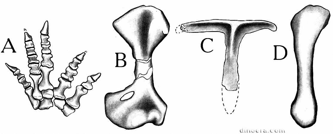 Pentaedrusaurus ordosianus