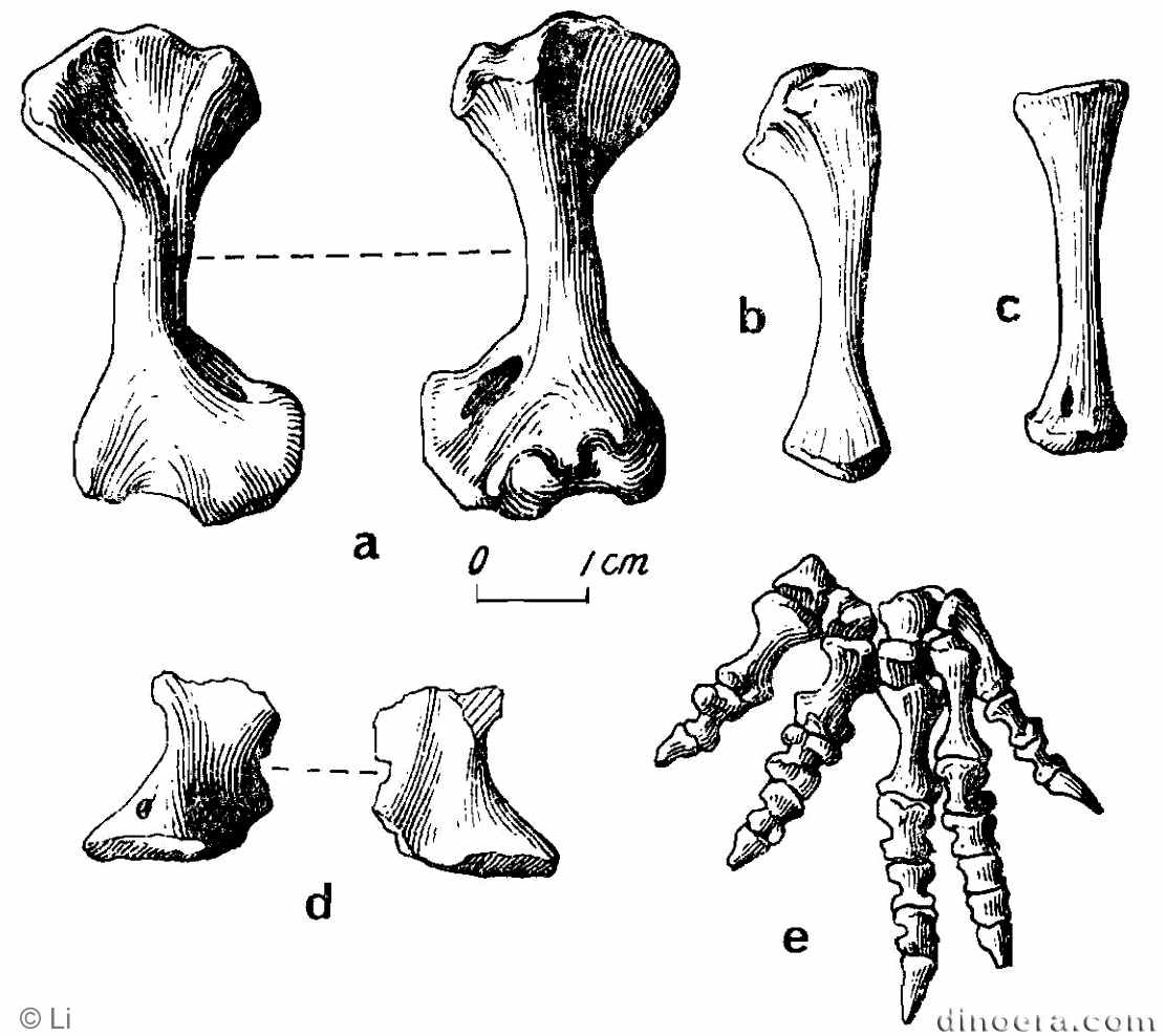 Pentaedrusaurus ordosianus