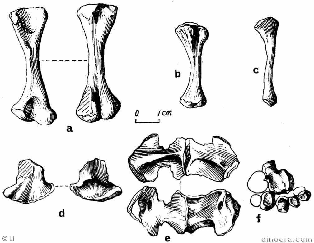 Pentaedrusaurus ordosianus