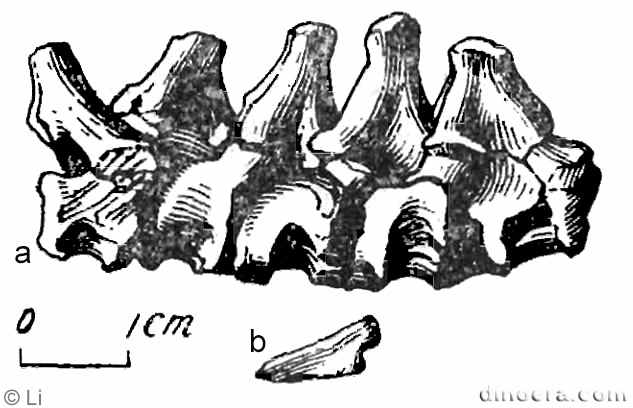 Pentaedrusaurus ordosianus