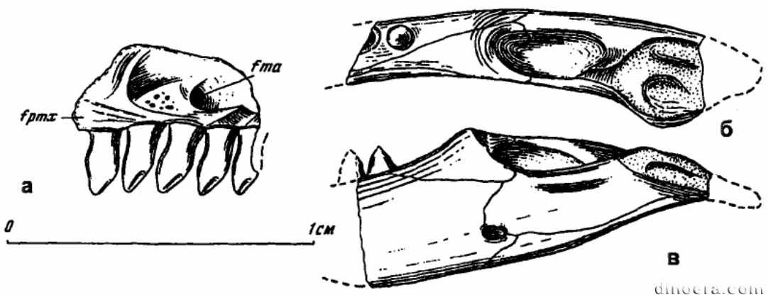 Phaanthosaurus convector Phaanthosaurus convector