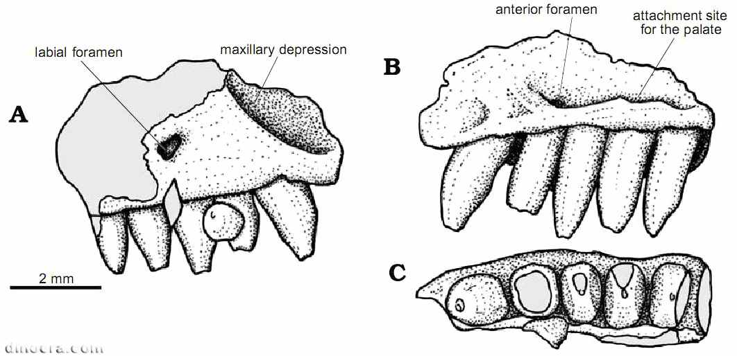 Phaanthosaurus convector Phaanthosaurus convector