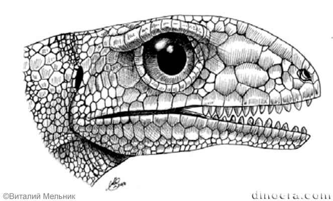 Phaanthosaurus simus Phaanthosaurus simus