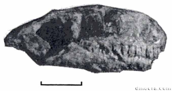 Phaanthosaurus simus