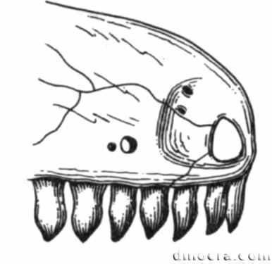 Phaanthosaurus simus