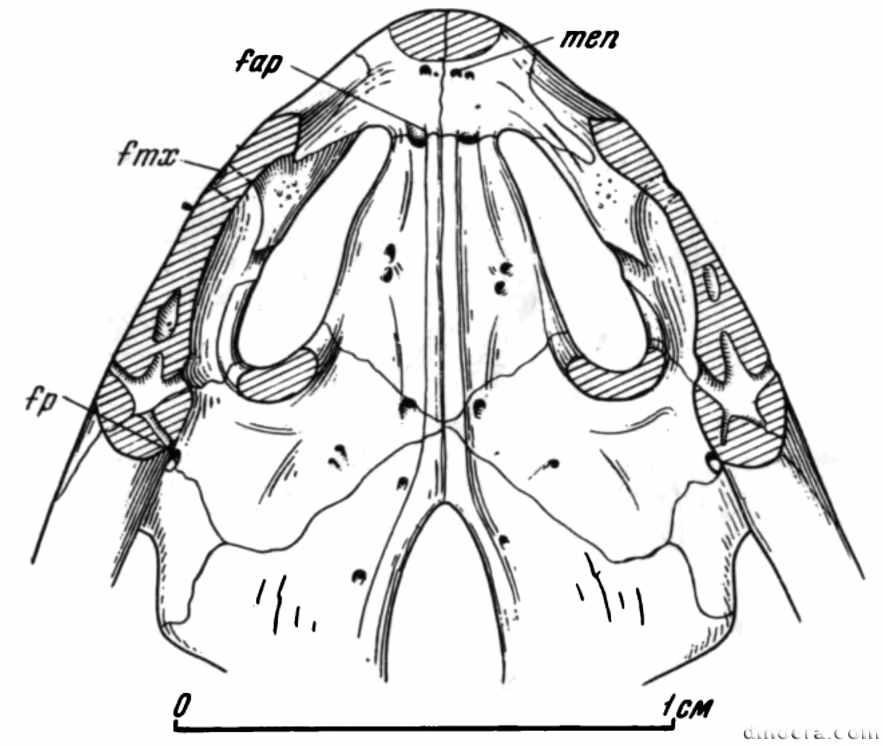Phaanthosaurus simus