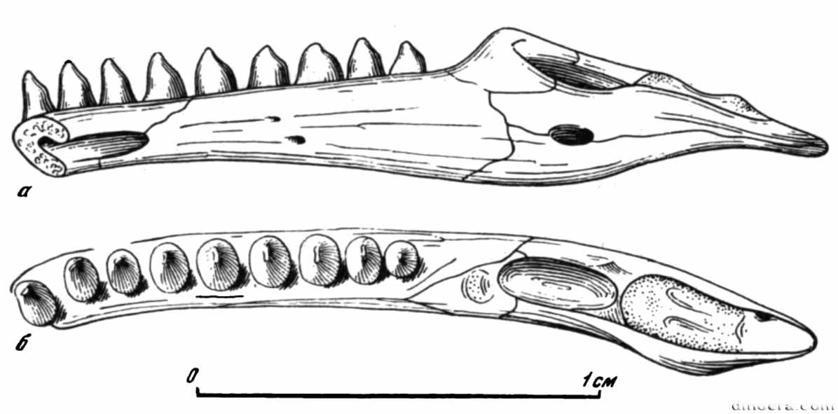 Phaanthosaurus simus