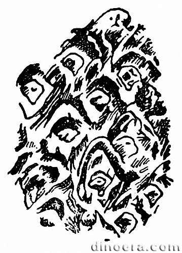 Pholidophloios calmiusicus 01 cc