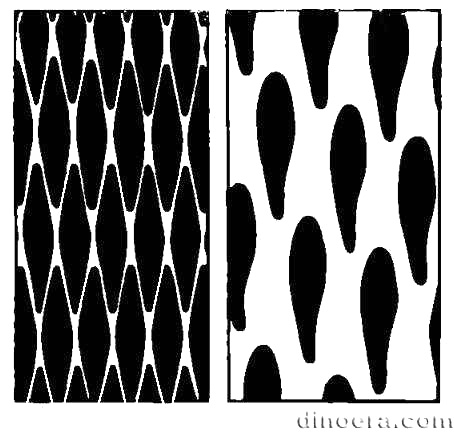 Phyllotaxis Lepidodendroid 01 cc