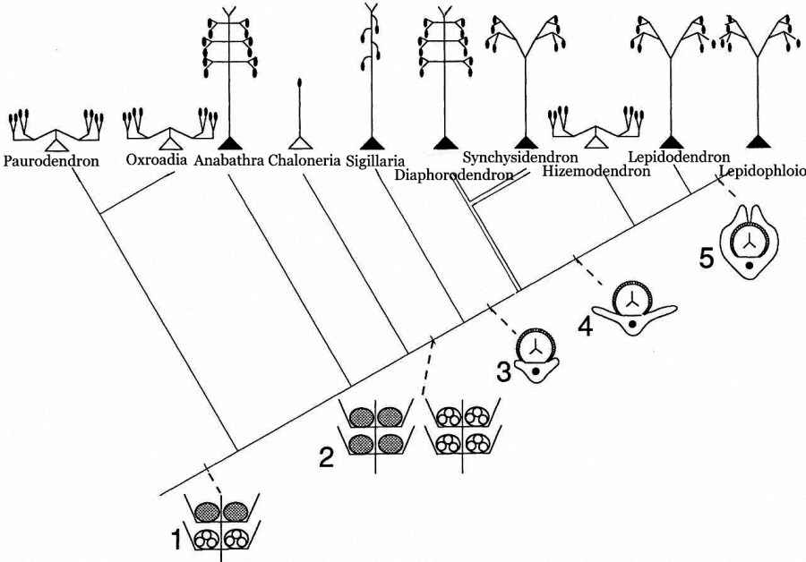 Phylogeny of arborescent lycopsids