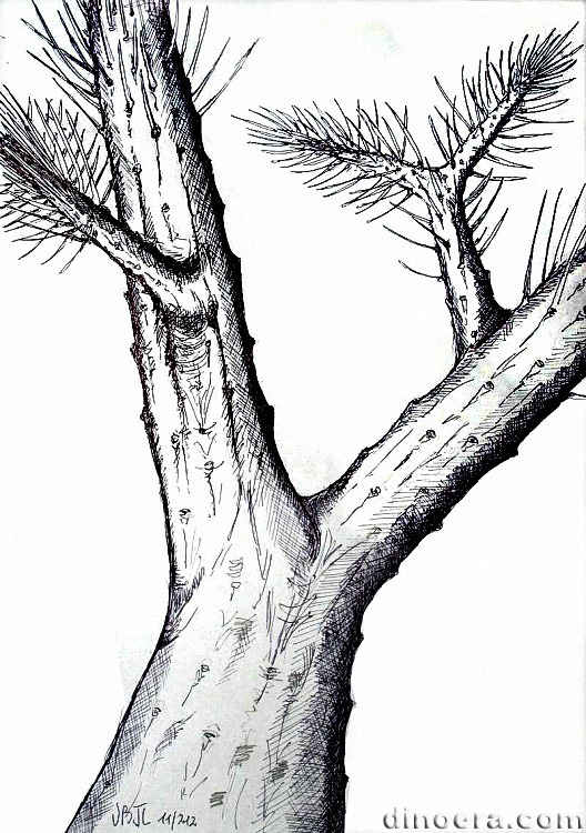 Pinakodendron 01 cc