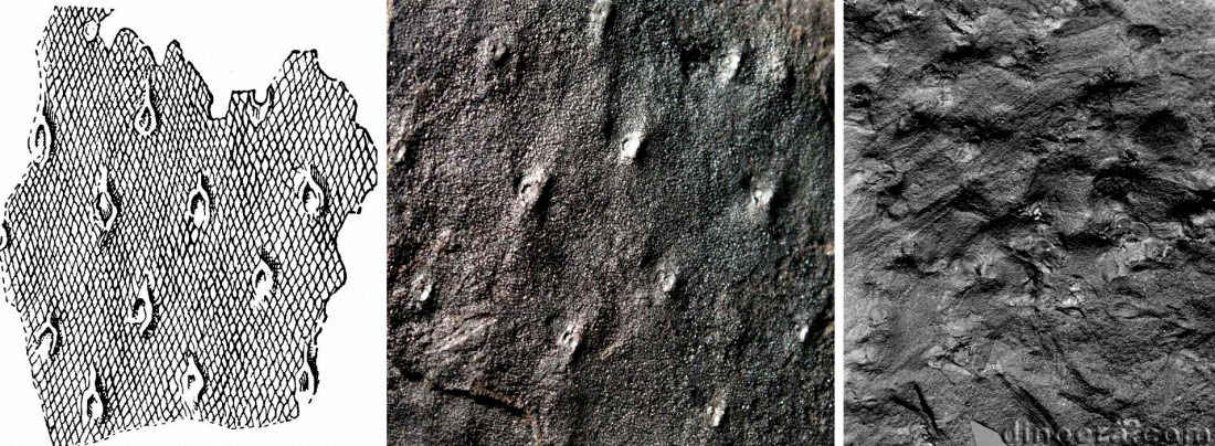 Pinakodendron musivum 01-03-05 cc