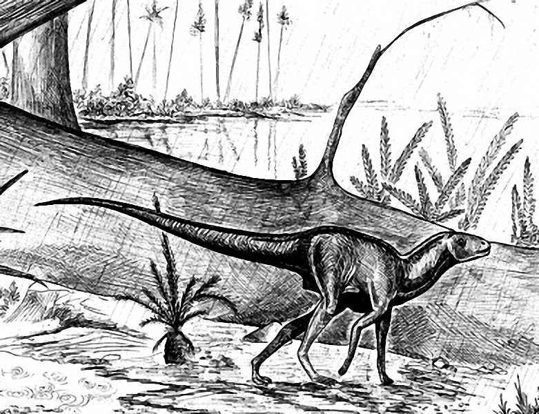 Pisanosaurus mertii 17 cc