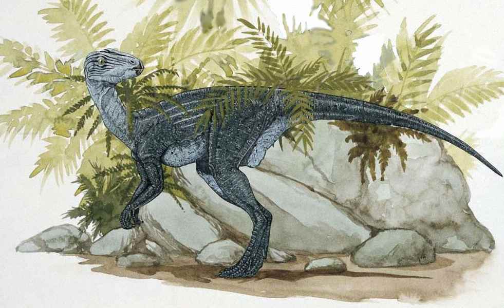 Pisanosaurus mertii 18 cc