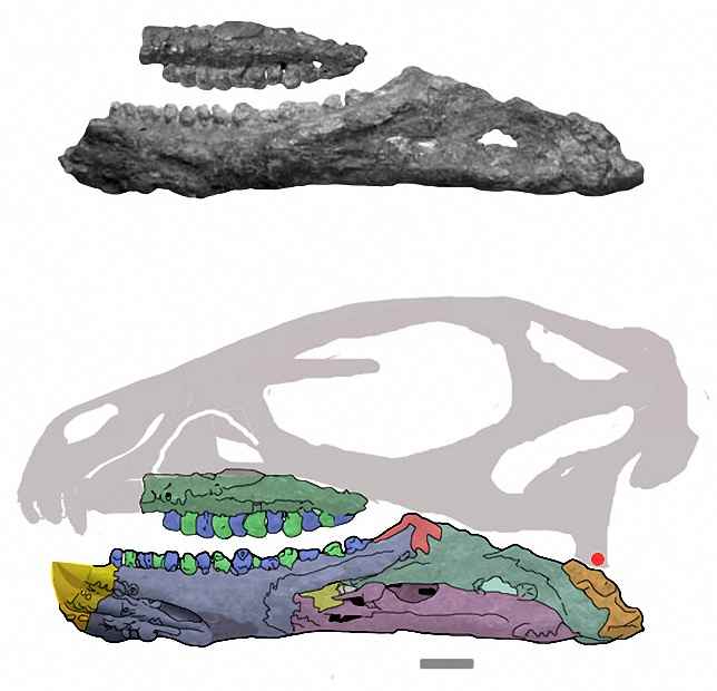 Pisanosaurus mertii 23 jaws cc