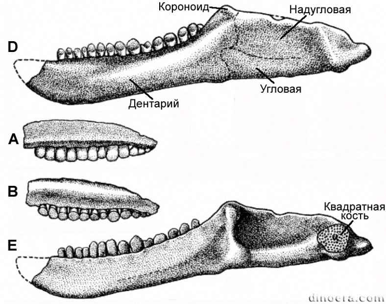 Pisanosaurus mertii 25 cc