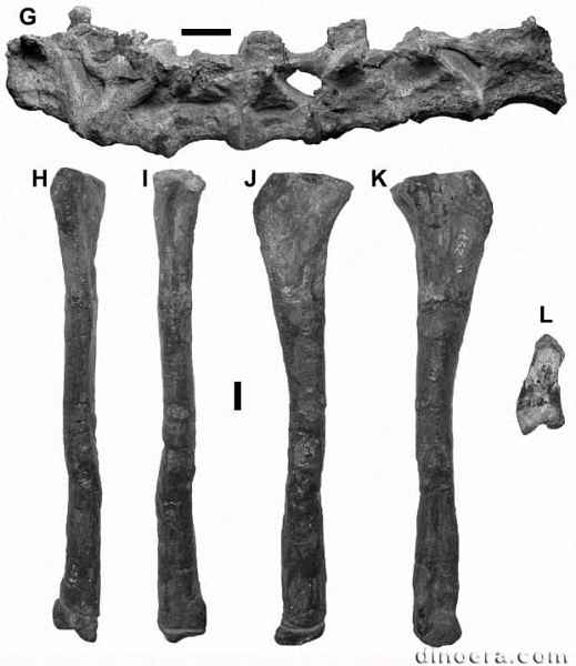 Pisanosaurus mertii 26 cc