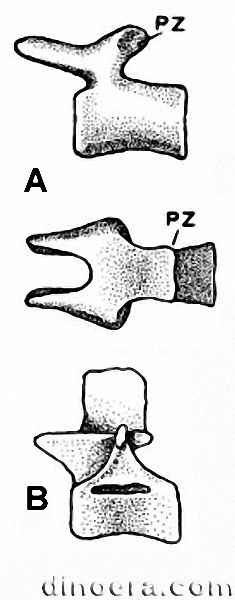 Pisanosaurus mertii 27 cc