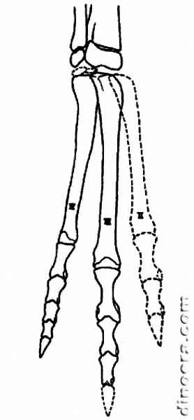 Pisanosaurus mertii 28 cc