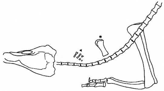 Pisanosaurus mertii 31 cc
