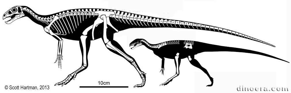 Pisanosaurus mertii 41 by Scott Hartman cc