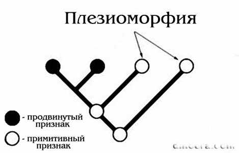 Plesiomorphia
