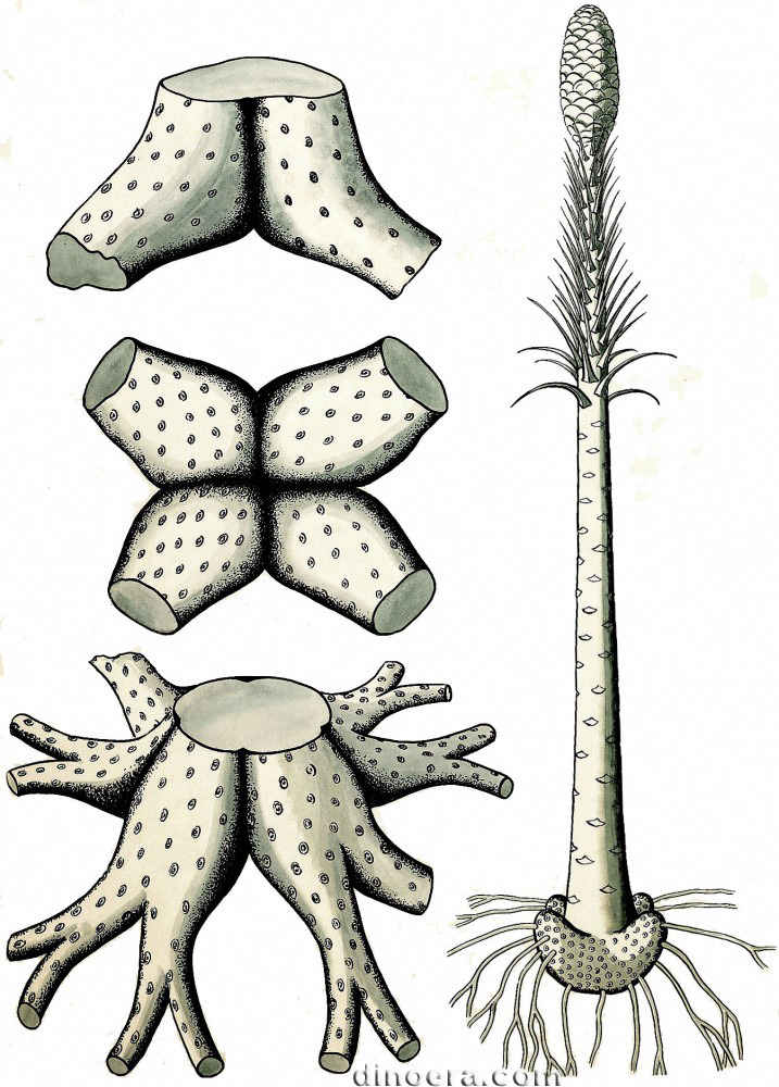 Pleuromeia 09 cc