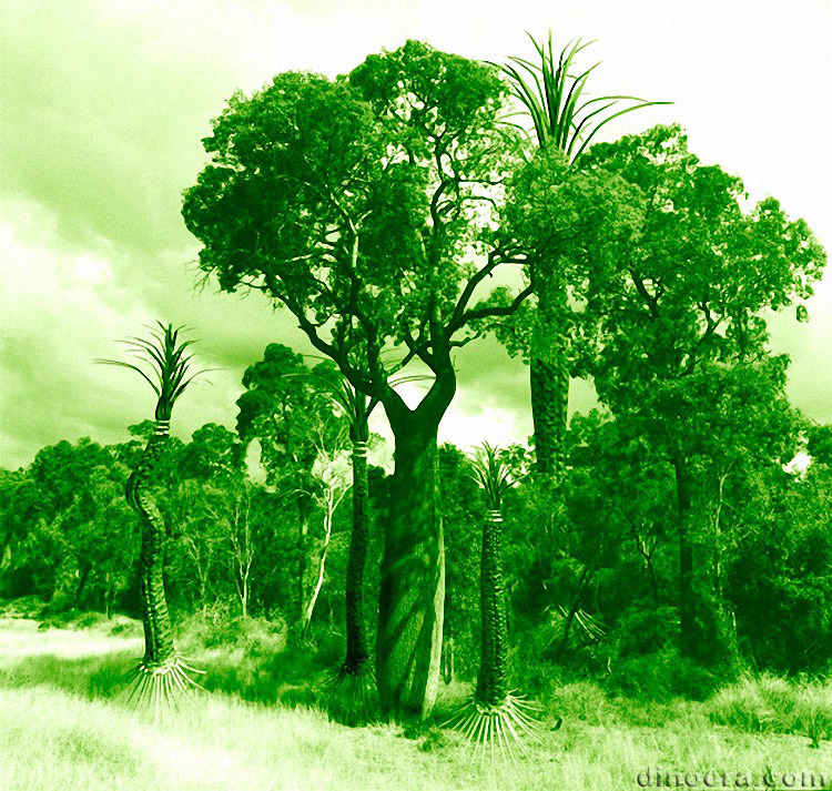 Pleuromeia Pleuromeia 12 cc