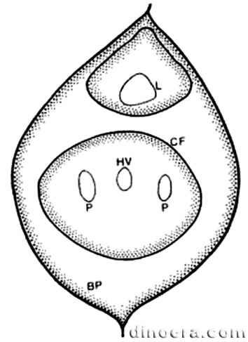 Pleuromeia 15 cc