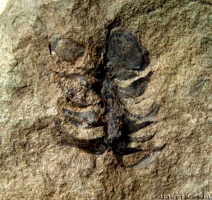 Pleuromeia 17 cc