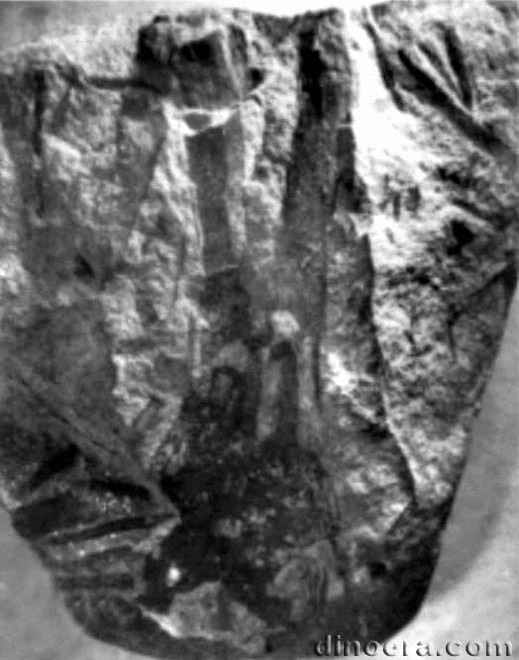 Pleuromeia dubia 01 cc