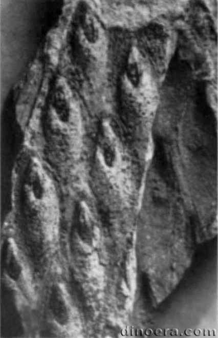 Pleuromeia dubia 02 cc