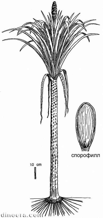 Pleuromeia dubia 03 cc
