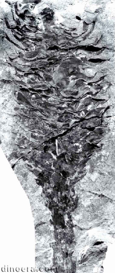 Pleuromeia epicharis 01 cc