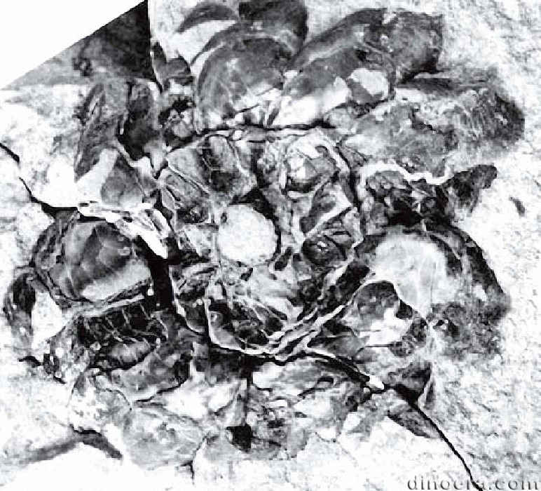Pleuromeia epicharis 02 cc