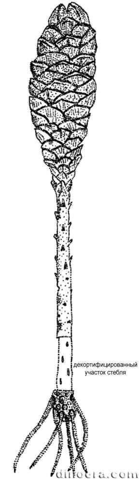 Pleuromeia jiaochengensis 01 cc