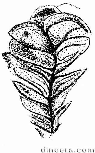 Pleuromeia jiaochengensis 11 cc