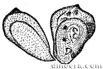 Pleuromeia jiaochengensis 13 cc