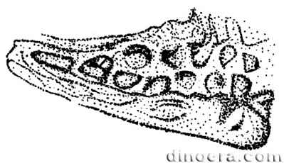 Pleuromeia jiaochengensis 14 cc
