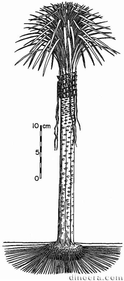 Pleuromeia longicaulis 01 cc