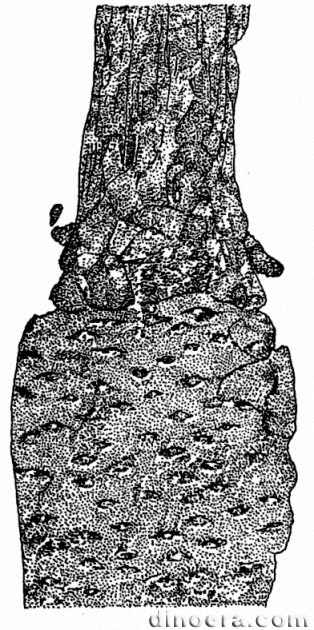 Pleuromeia longicaulis 08 cc