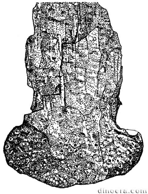 Pleuromeia longicaulis 09 cc