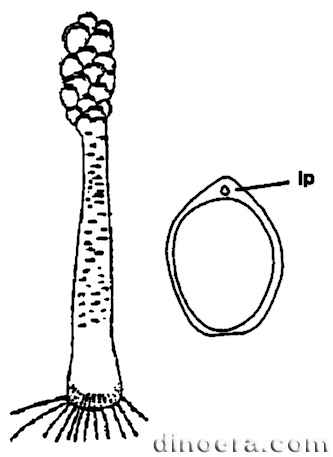 Pleuromeia marginulata 01-02 cc