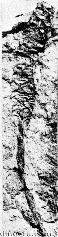 Pleuromeia obrutschewii 01 strobil cc