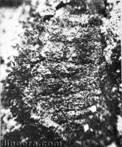 Pleuromeia obrutschewii 03 cc