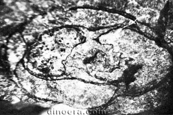 Pleuromeia obrutschewii 04 cc
