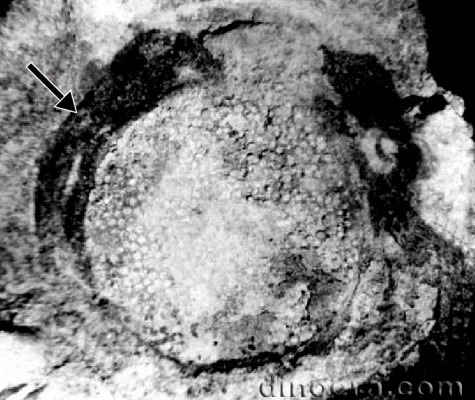 Pleuromeia obrutschewii 05 cc